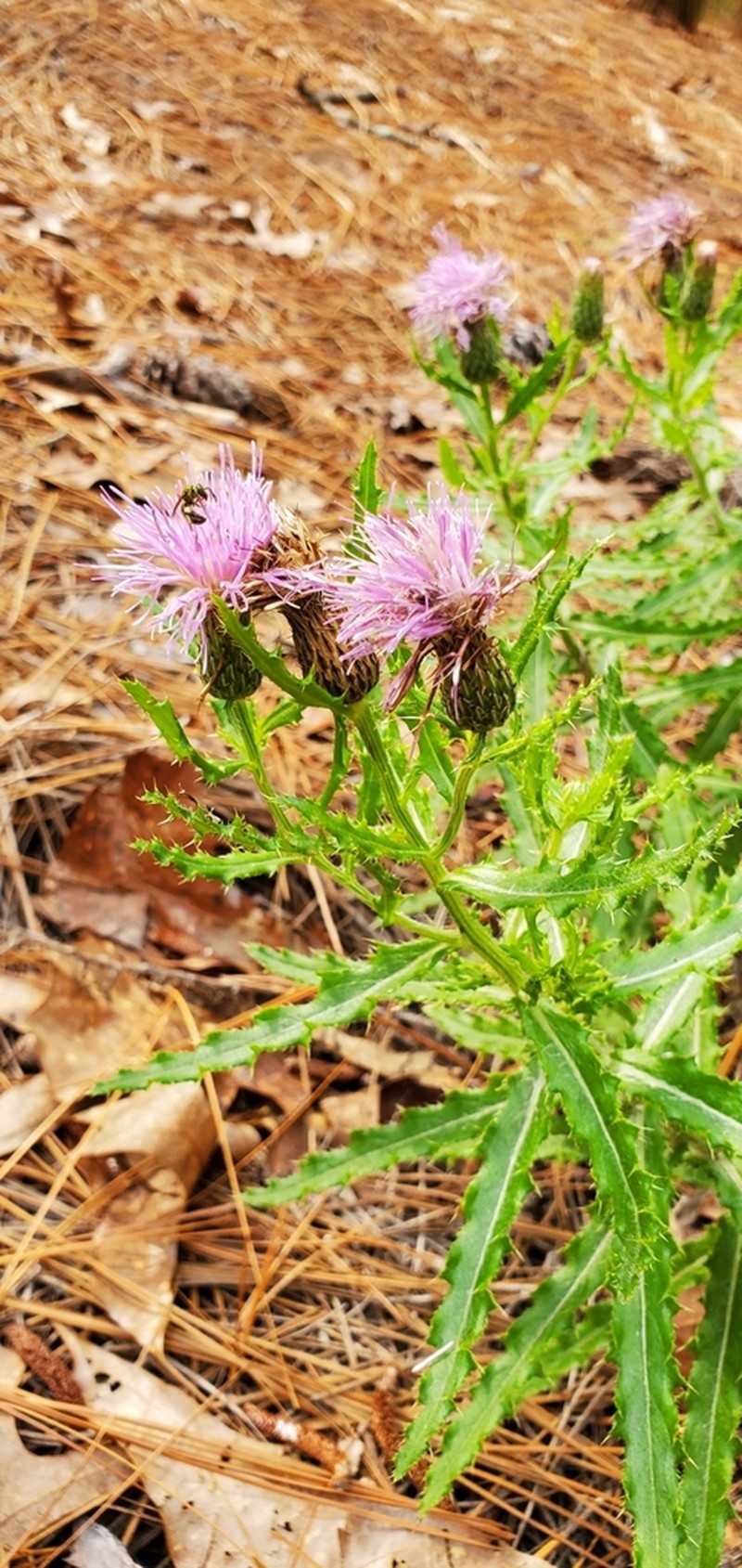 Sandhill Thistle photo 6