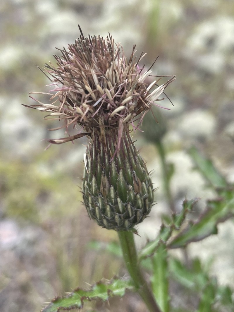 Sandhill Thistle photo 7