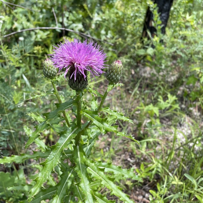 Sandhill Thistle photo 8