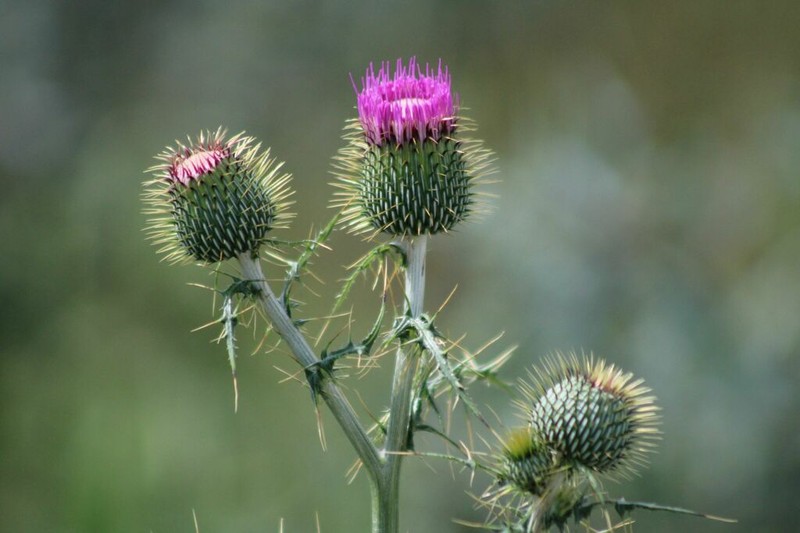 Cirsium rhaphilepis