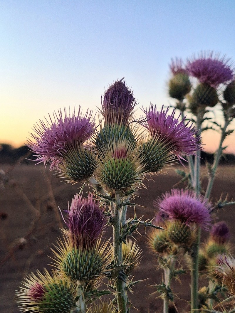 Cirsium rhaphilepis photo 2