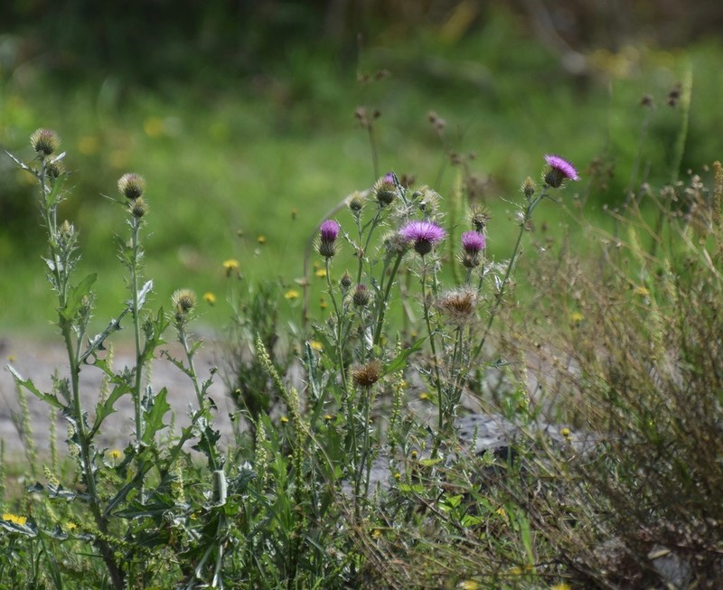 Cirsium rhaphilepis photo 3