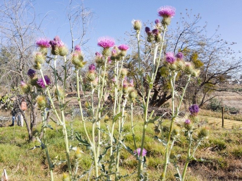 Cirsium rhaphilepis photo 4