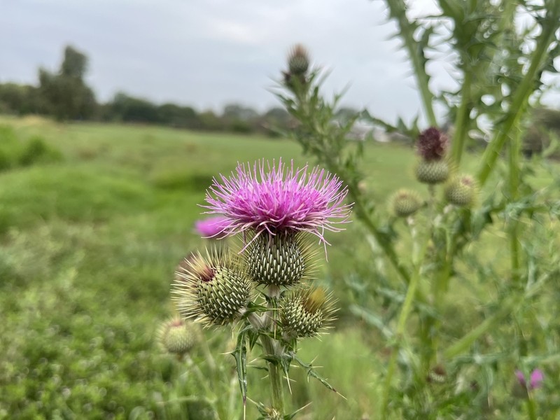 Cirsium rhaphilepis photo 5
