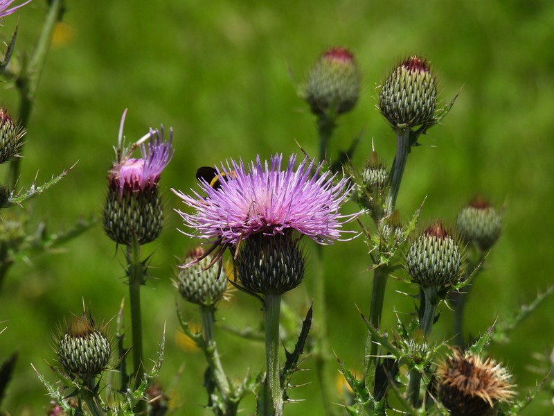 Cirsium rhaphilepis photo 6