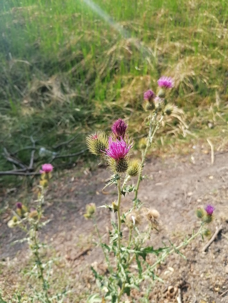 Cirsium rhaphilepis photo 7