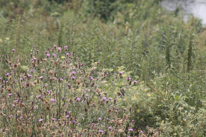 Cirsium rhaphilepis photo 8