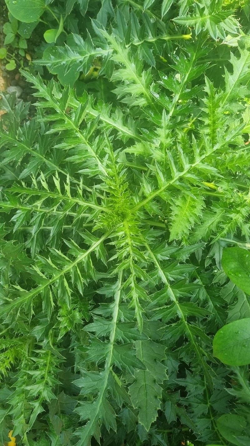 Cirsium rhinoceros
