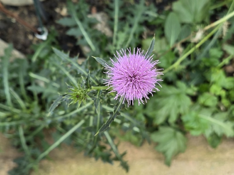 Cirsium rhinoceros photo 2