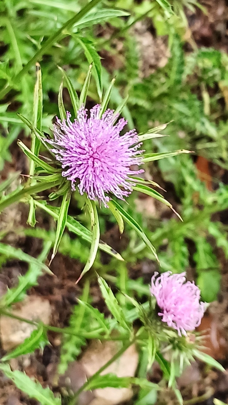 Cirsium rhinoceros photo 3