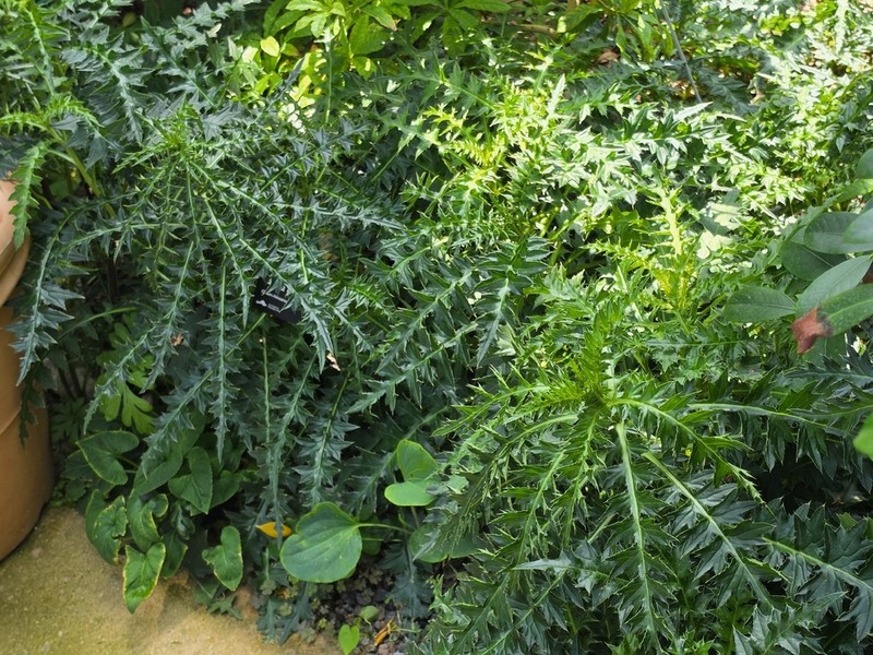 Cirsium rhinoceros photo 4