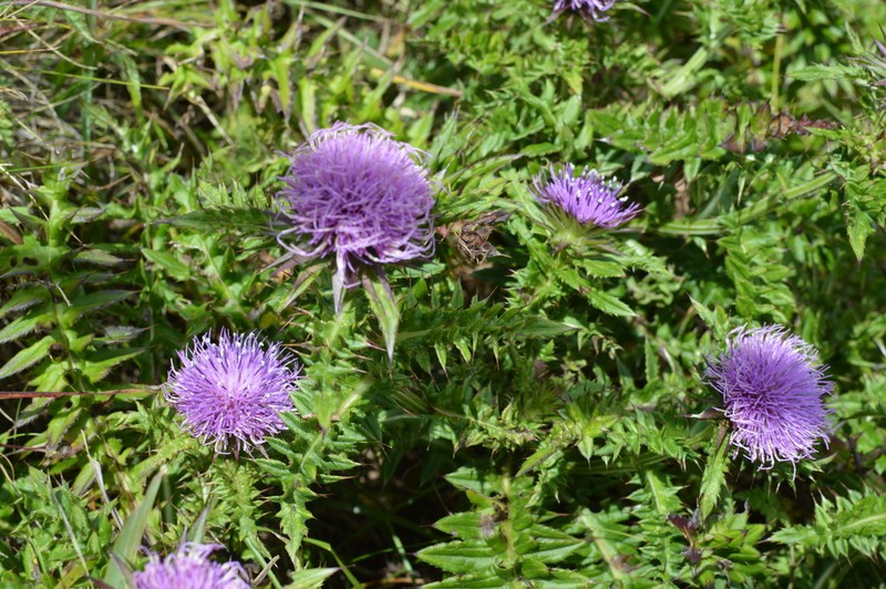 Cirsium rhinoceros photo 5