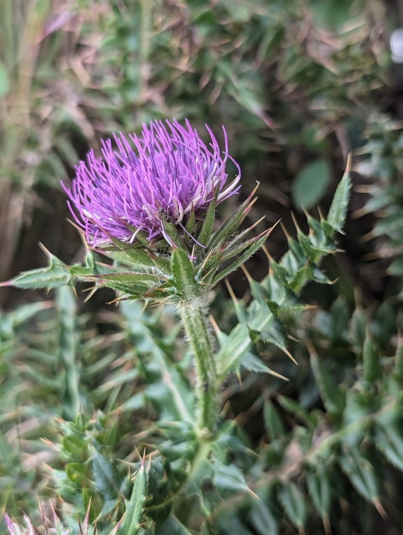 Cirsium rhinoceros photo 6