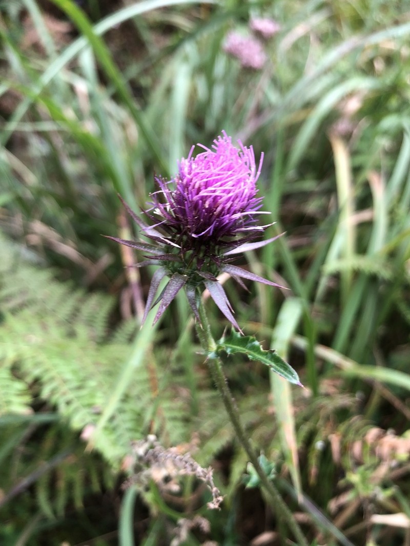 Cirsium rhinoceros photo 7