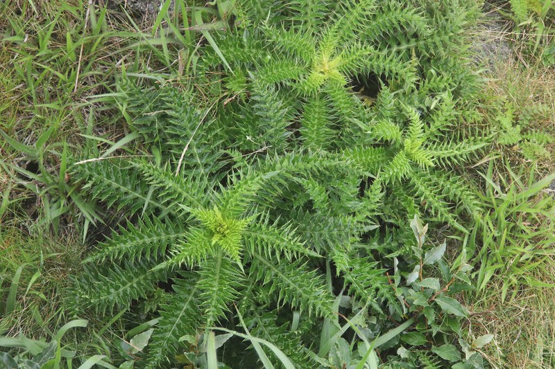 Cirsium rhinoceros photo 8