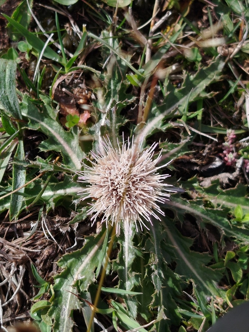 Cirsium rhizocephalum