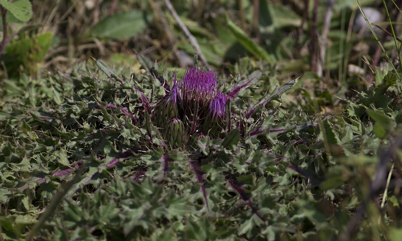 Cirsium rhizocephalum photo 2