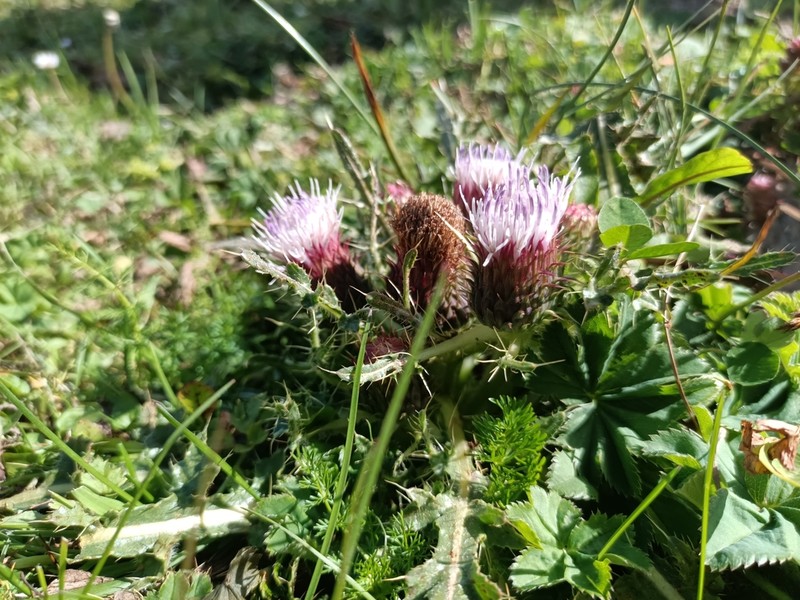 Cirsium rhizocephalum photo 3