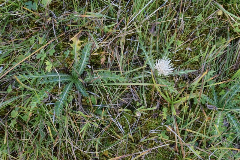 Cirsium rhizocephalum photo 4