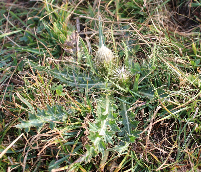 Cirsium rhizocephalum photo 5