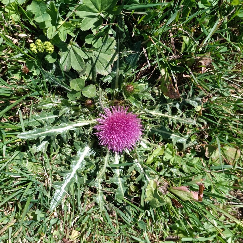 Cirsium rhizocephalum photo 6