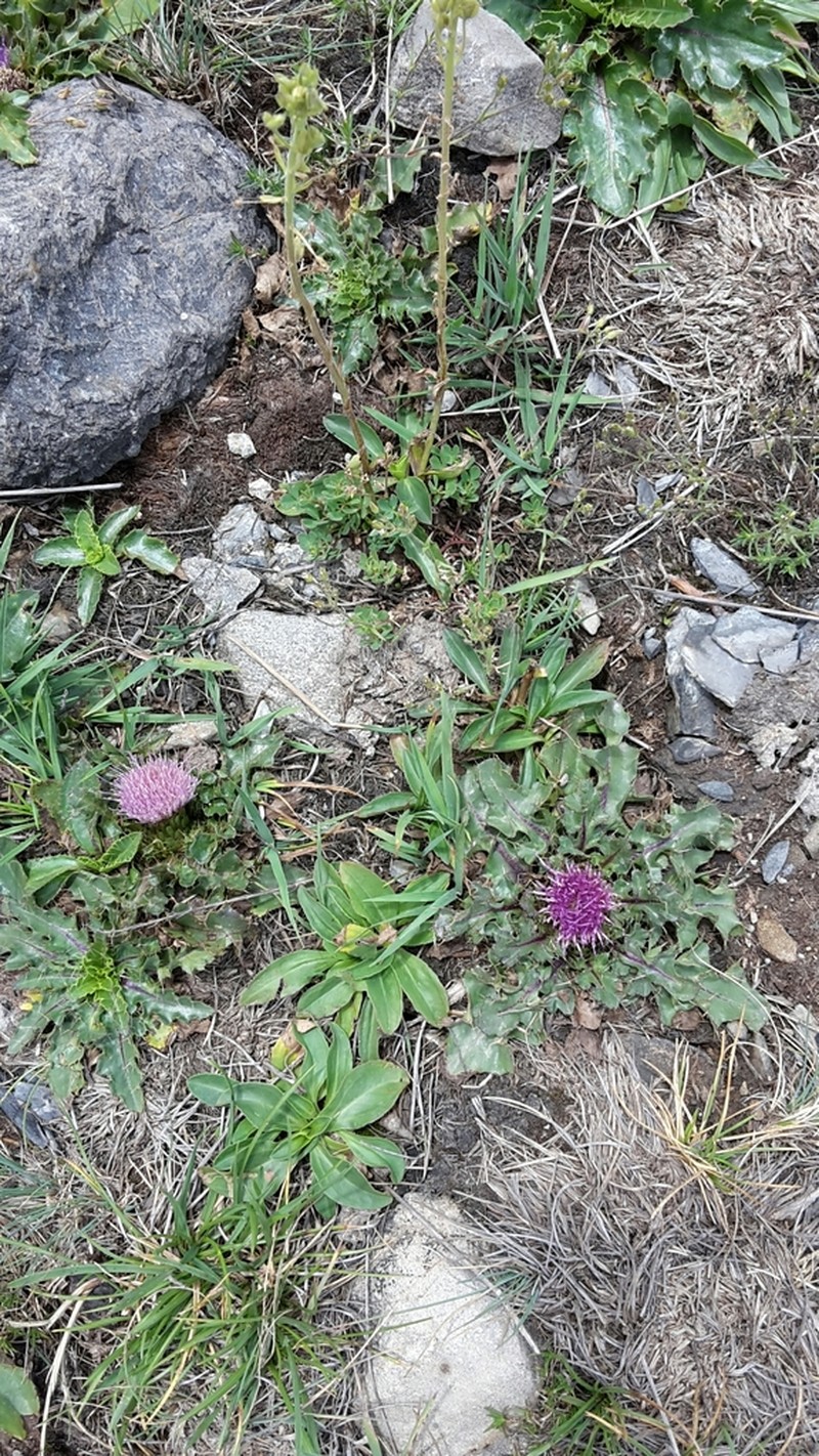 Cirsium rhizocephalum photo 7
