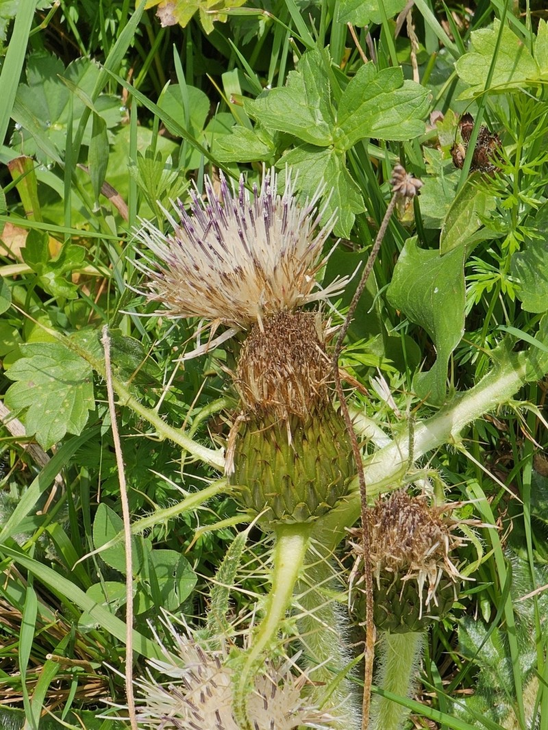 Cirsium rhizocephalum photo 8