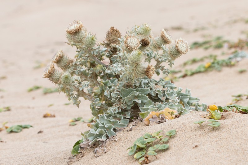 Surf Thistle