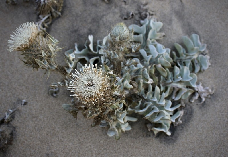 Surf Thistle photo 2