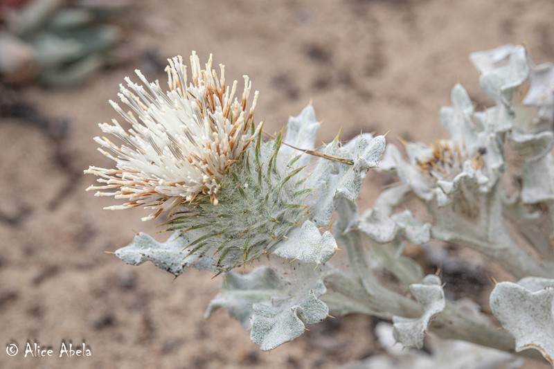 Surf Thistle photo 3