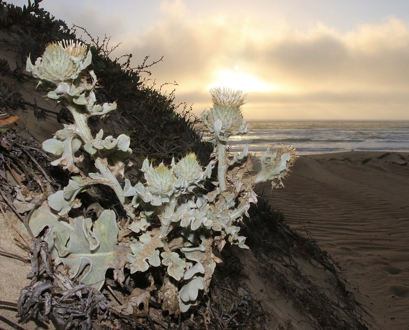 Surf Thistle photo 4