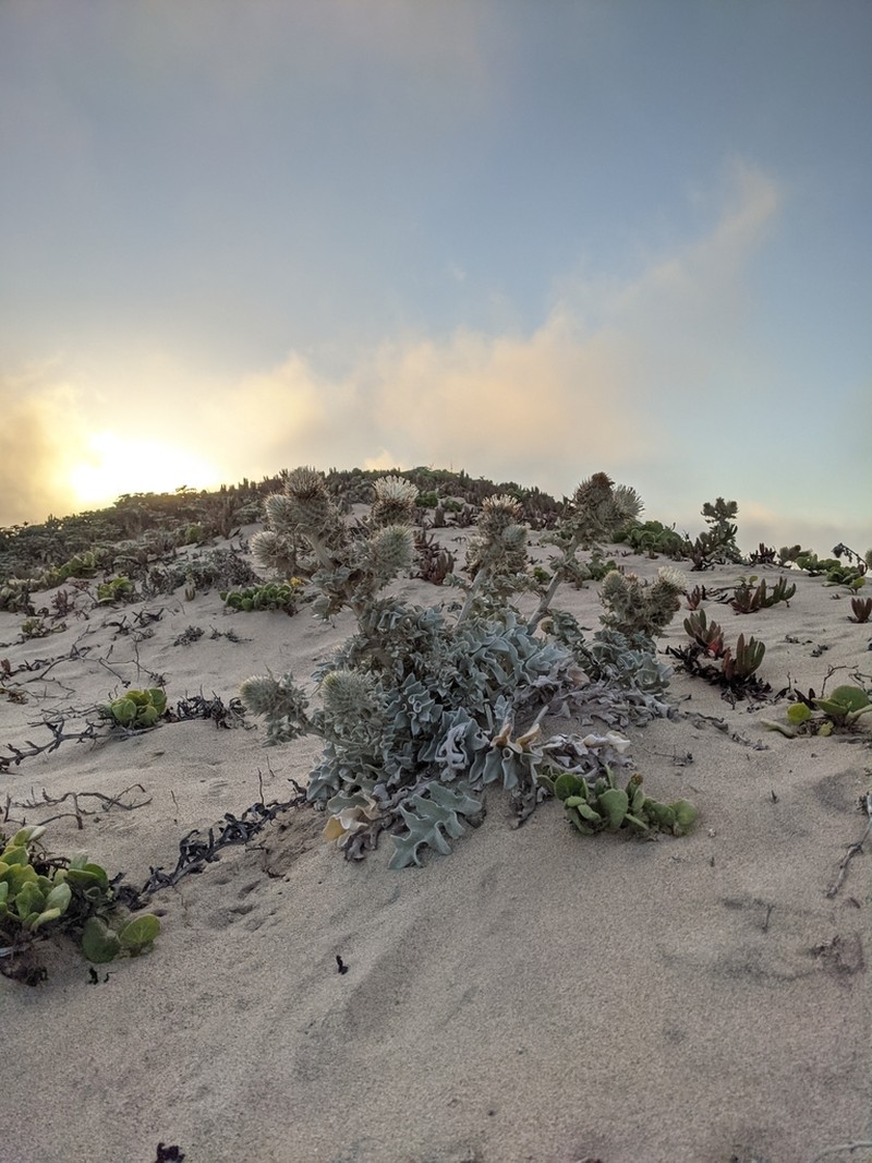 Surf Thistle photo 5