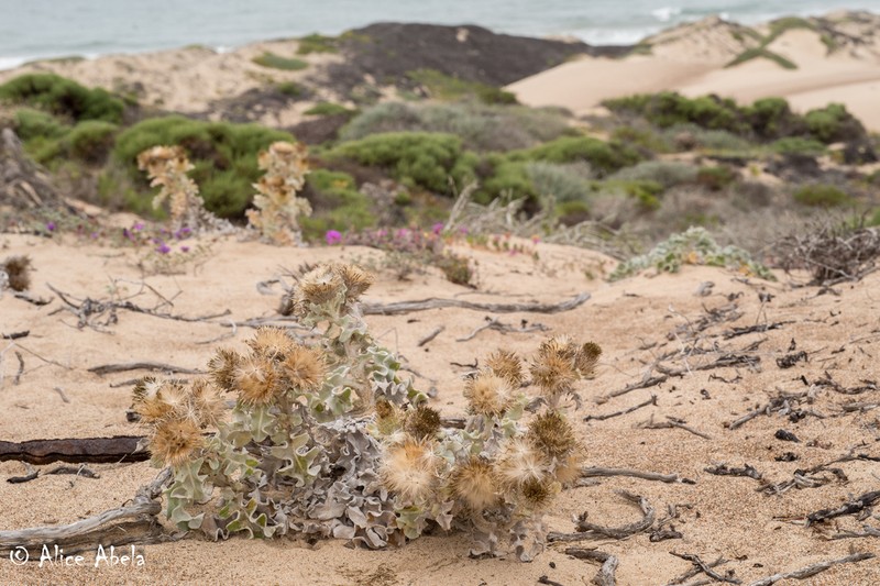 Surf Thistle photo 6