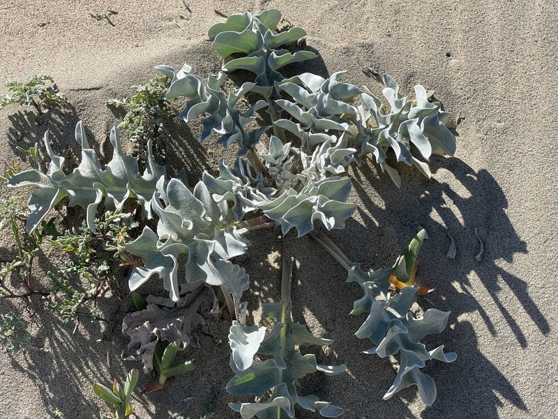 Surf Thistle photo 7