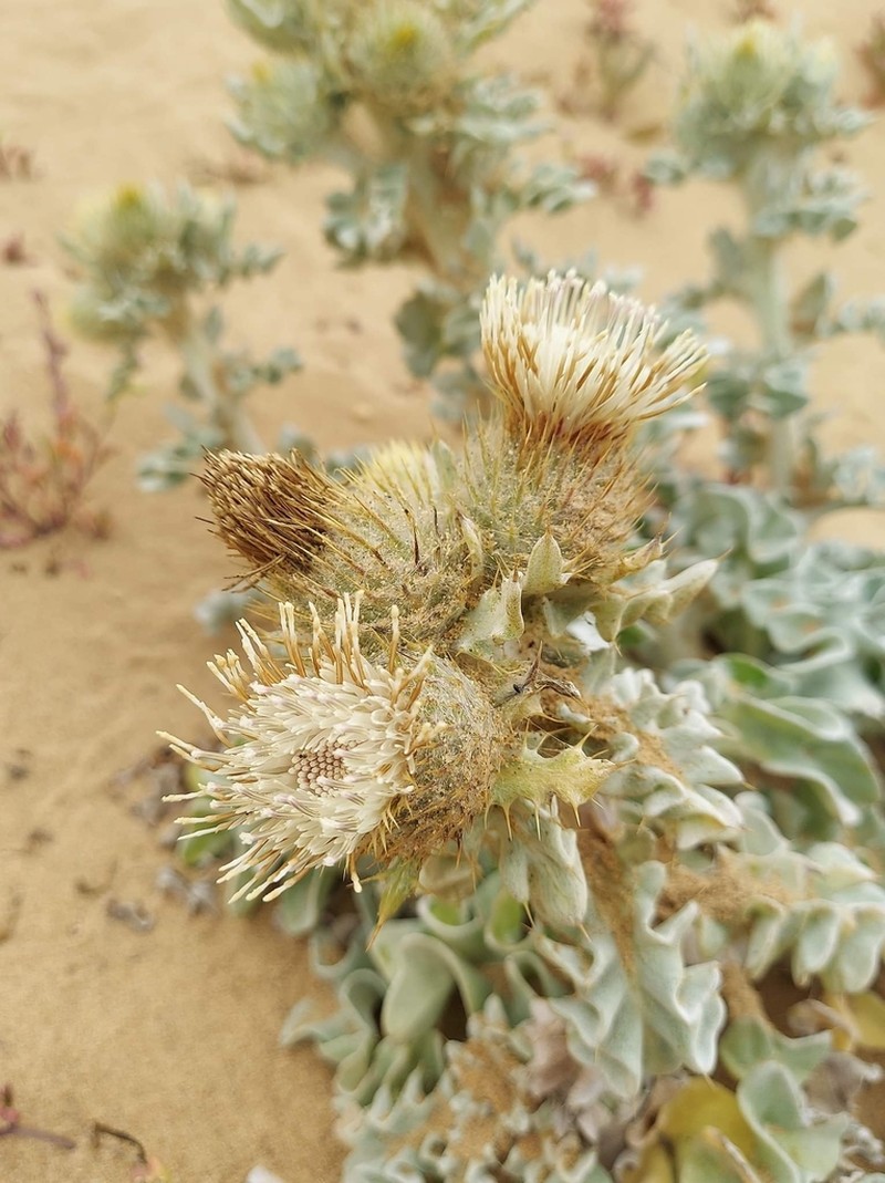 Surf Thistle photo 8