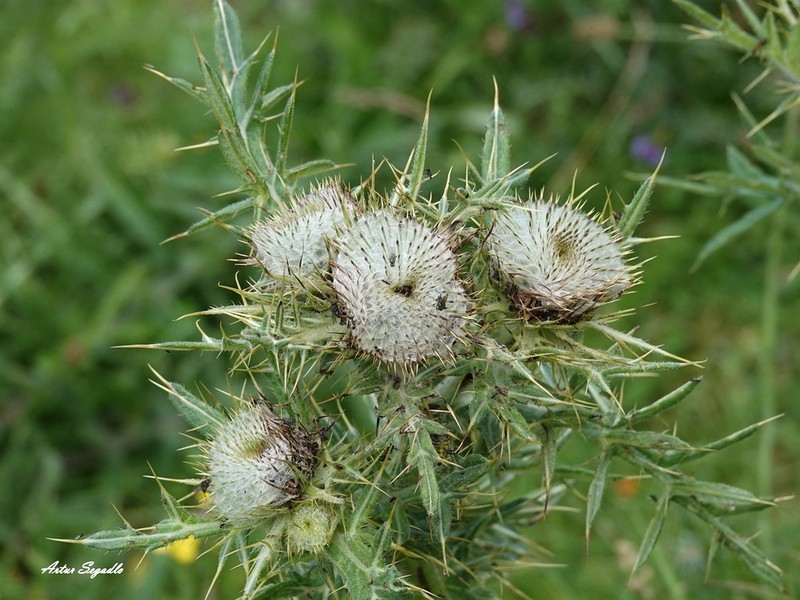 Cirsium richterianum photo 2