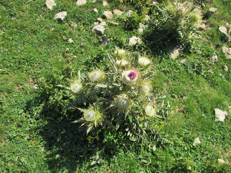 Cirsium richterianum photo 3