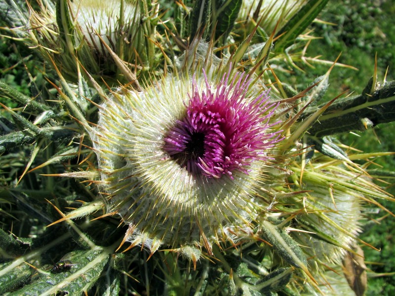 Cirsium richterianum photo 4