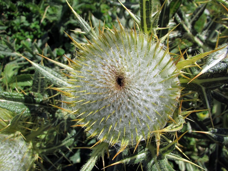 Cirsium richterianum photo 5