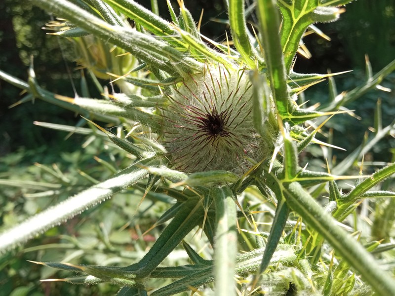 Cirsium richterianum subsp. costae
