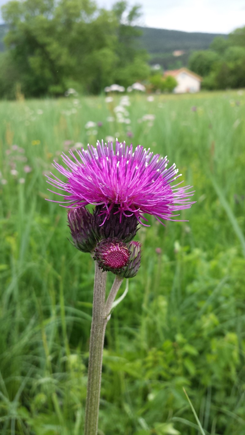 Cirsium rivulare