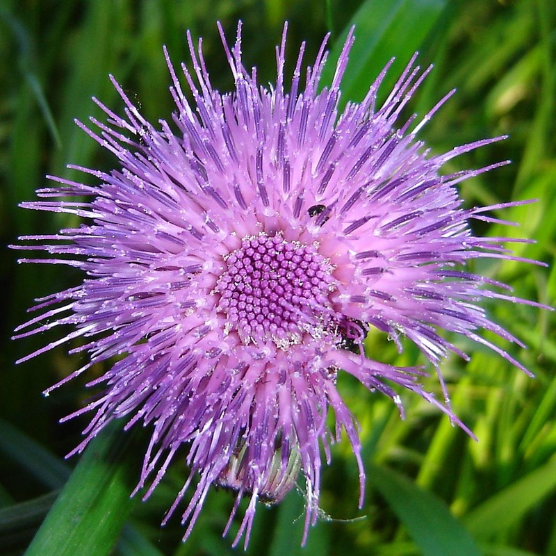 Cirsium rivulare photo 2