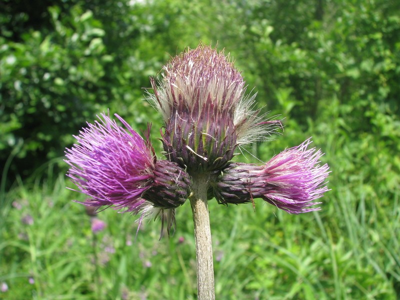 Cirsium rivulare photo 3