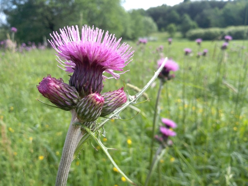 Cirsium rivulare photo 4