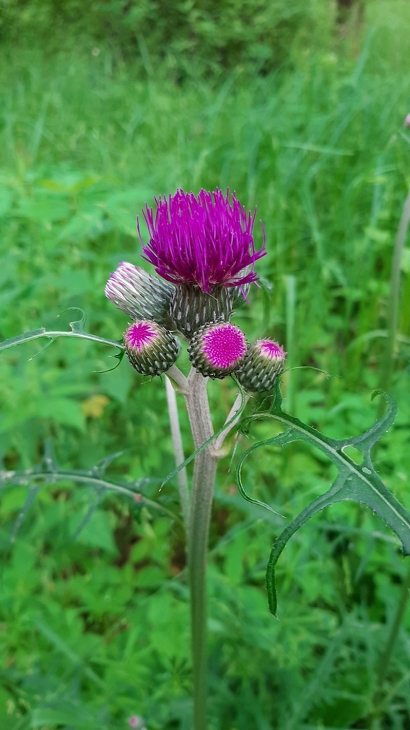 Cirsium rivulare photo 5