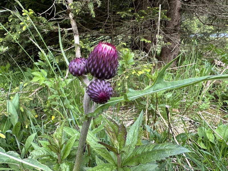 Cirsium rivulare photo 6