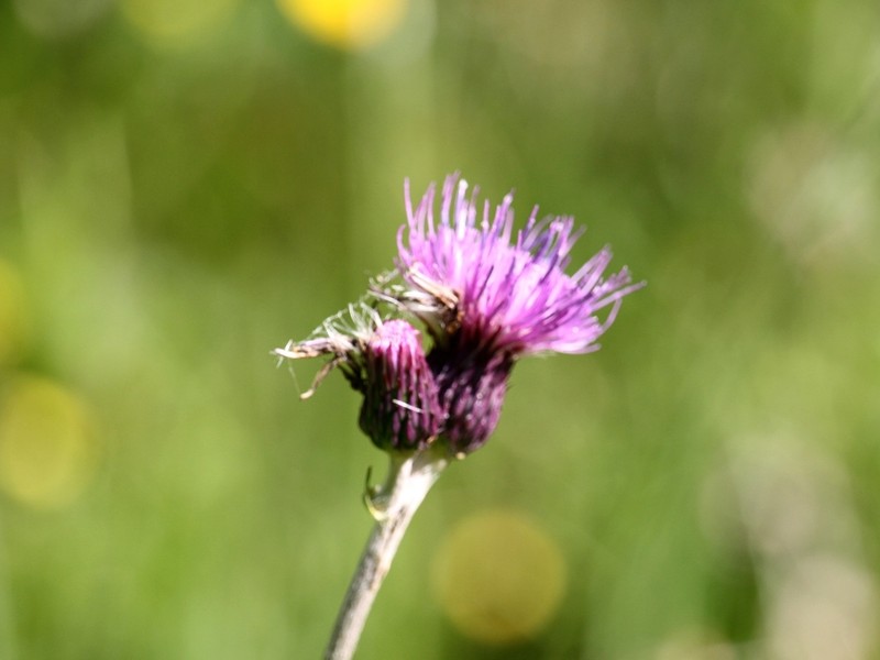 Cirsium rivulare photo 7