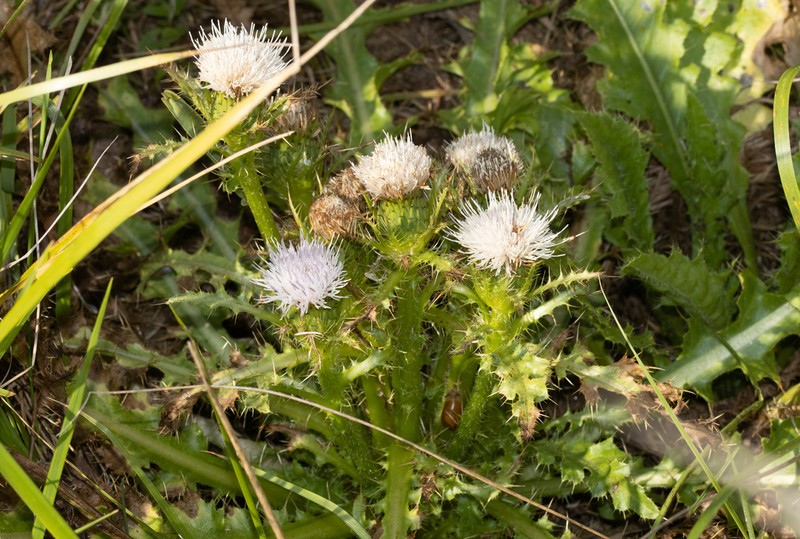 Cirsium roseolum