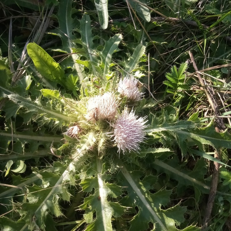 Cirsium roseolum photo 2