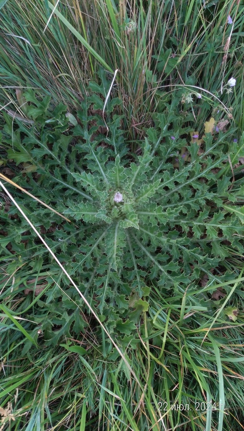 Cirsium roseolum photo 3
